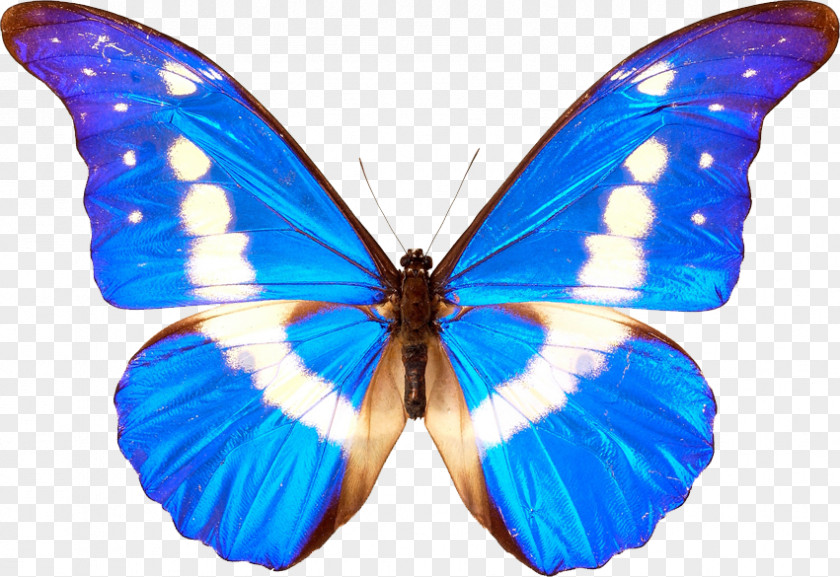 Butterfly Transparent Clip Art PNG