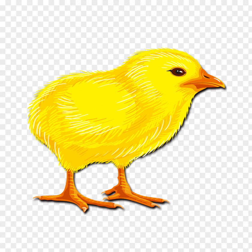 Chick Yellow-hair Chicken Rooster PNG
