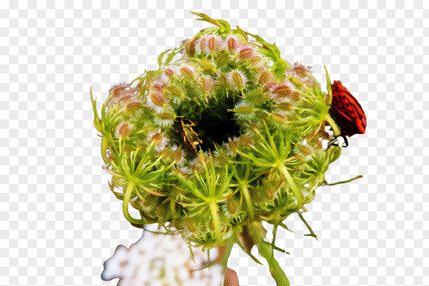 Insect Pest Flower Plant Pollen Petal Cut Flowers PNG