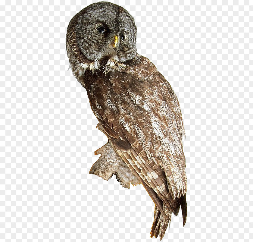 Owl Great Grey Hawk Beak Feather PNG