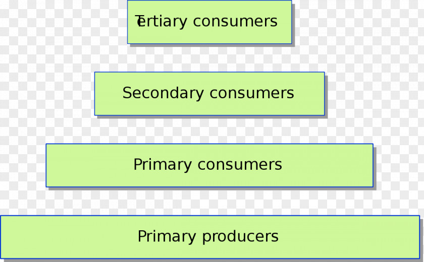 Trophic Pyramid Level Ecological Biomass Ecology Primary Producers PNG