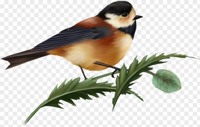 Bird Branches Clip Art PNG