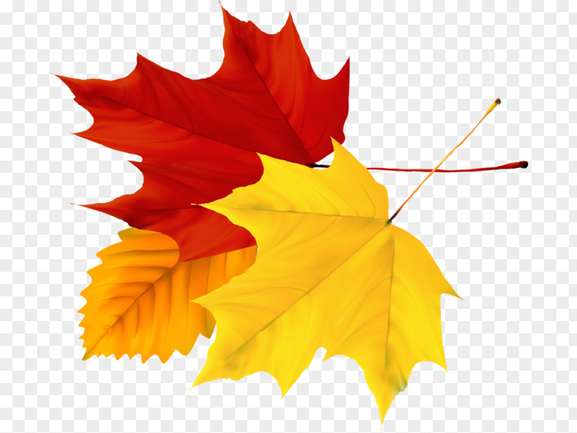 Deciduous Image Autumn Leaf PNG