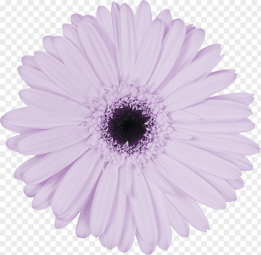 Gerbera Photography Lilac Variable Cam Timing Purple Building A Love That Lasts: The Seven Surprising Secrets Of Successful Marriage PNG