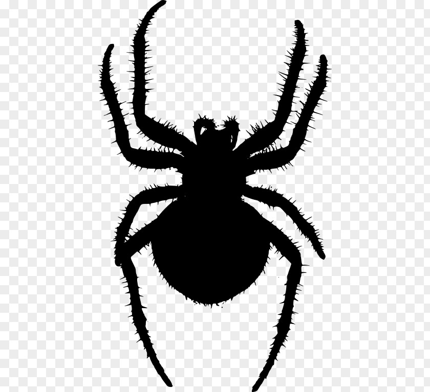 Orb Weaver Spider Angulate Orbweavers Web Clip Art PNG