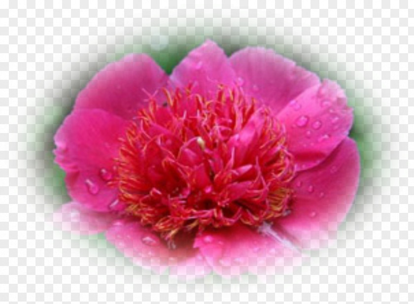 Peony Stock Photography Royalty-free PNG