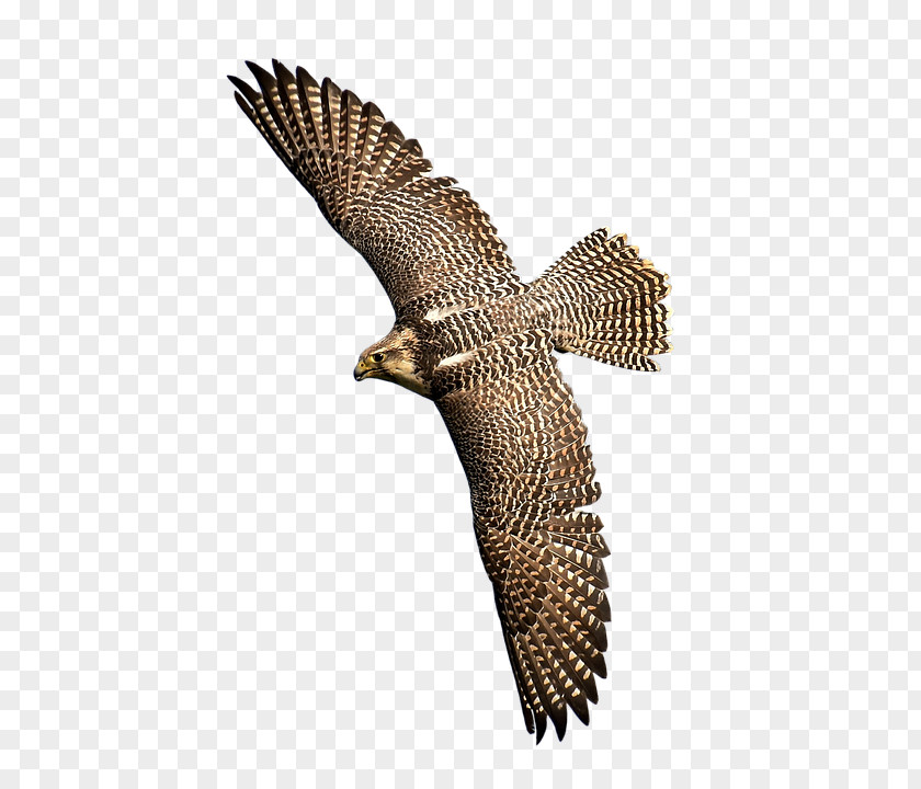 Bird Of Prey Falcon Hawk Eagle PNG