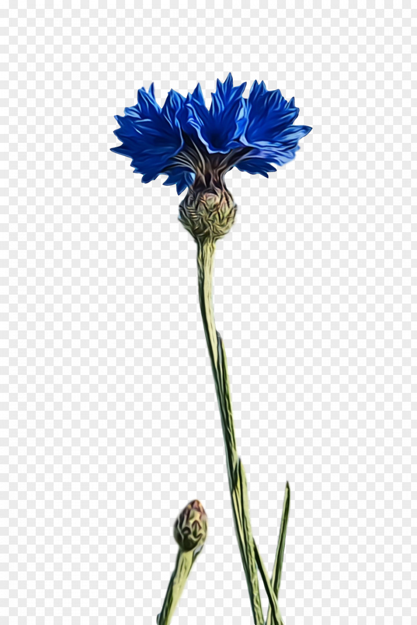 Cornflower PNG