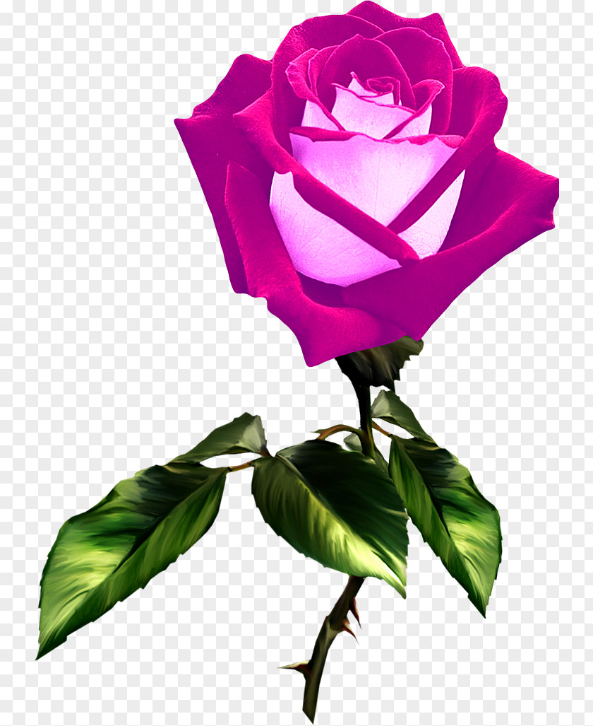 Flower Garden Roses Centifolia Rosa Chinensis Blue Rose PNG