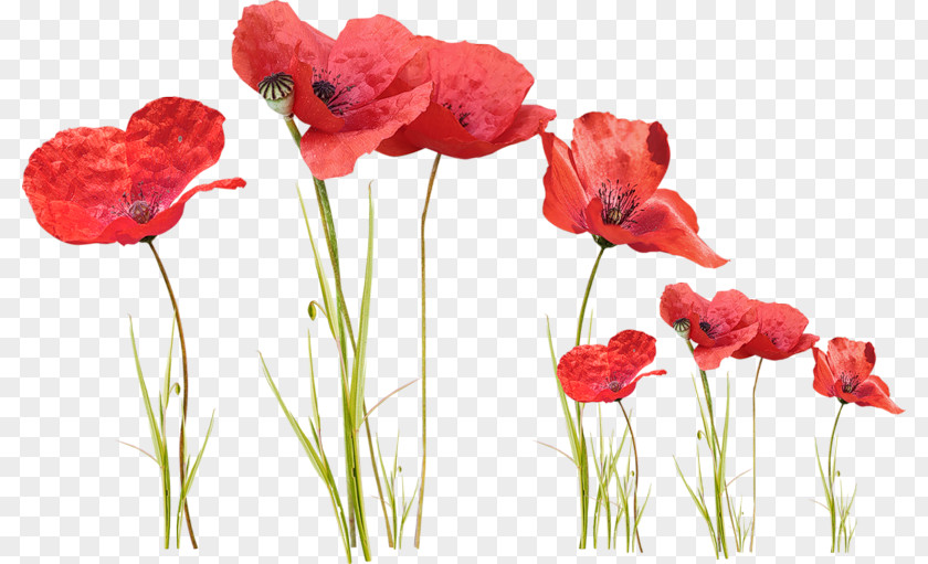 Flower Poppy Motion JPEG Clip Art PNG