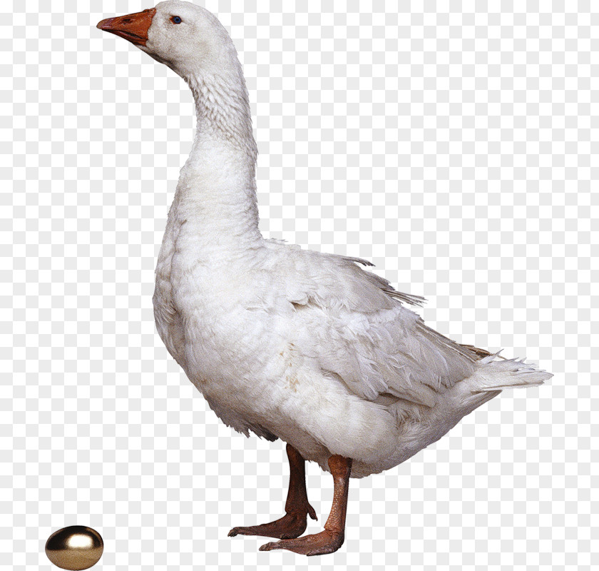 Goose Grey Geese Domestic Clip Art PNG