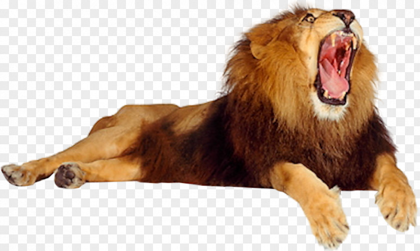 Lion Roar Cat PNG