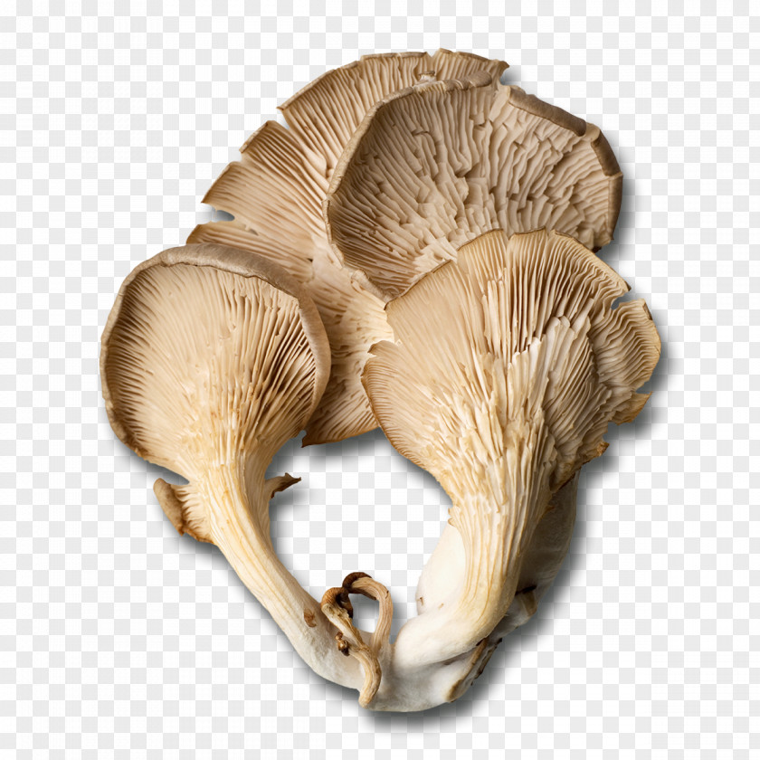 Mushroom Les Champignons Comestibles Common Oyster Edible PNG