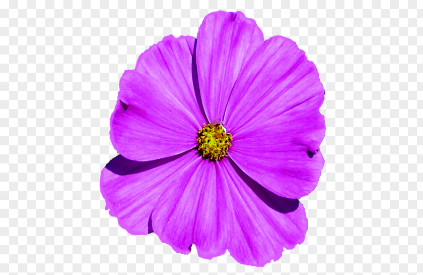 Violet Garden Cosmos Family Violaceae PNG