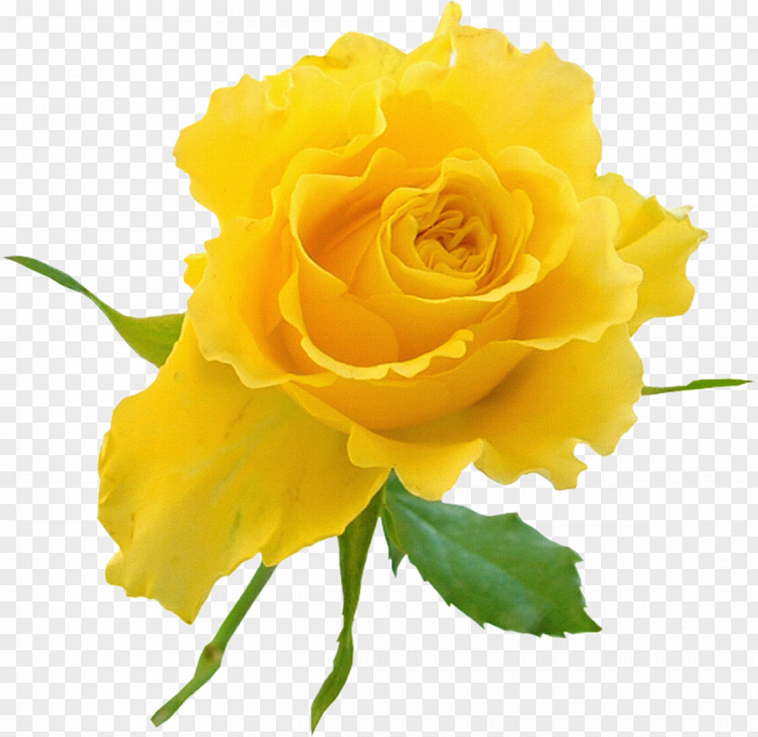 Yellow Rose Garden Roses Flower Clip Art PNG