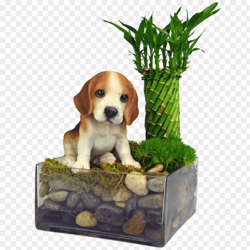 Beagle Harrier Puppy Dog Breed Companion PNG