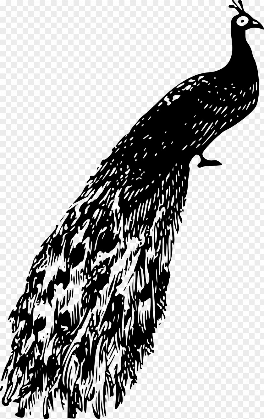 Bird Peafowl Clip Art PNG