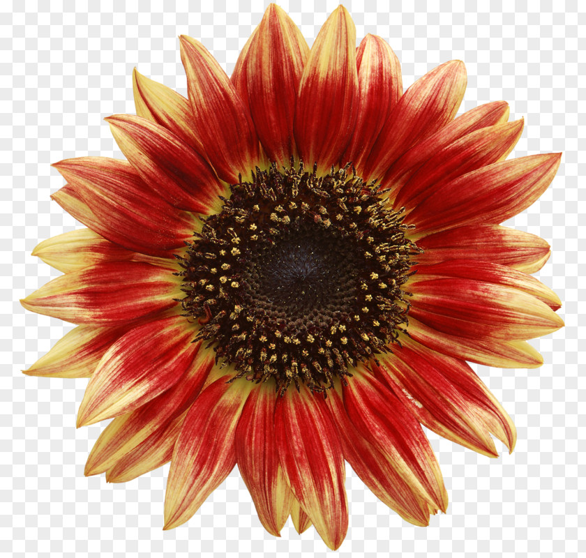 Sunflower Common Stock Photography PNG