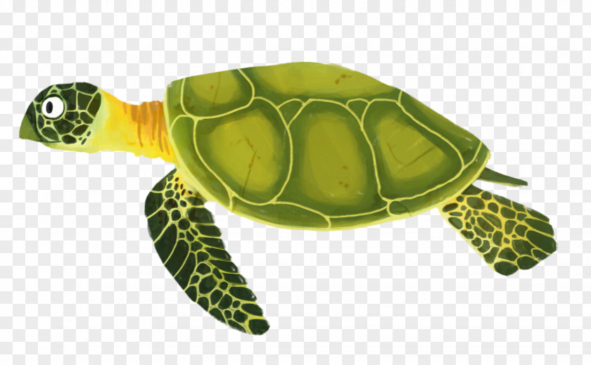 Trachemys Red Eared Slider Sea Turtle Background PNG