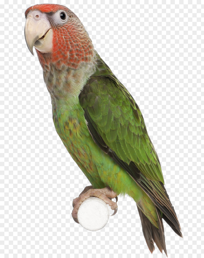 Bird Parrot Parakeet Clip Art PNG