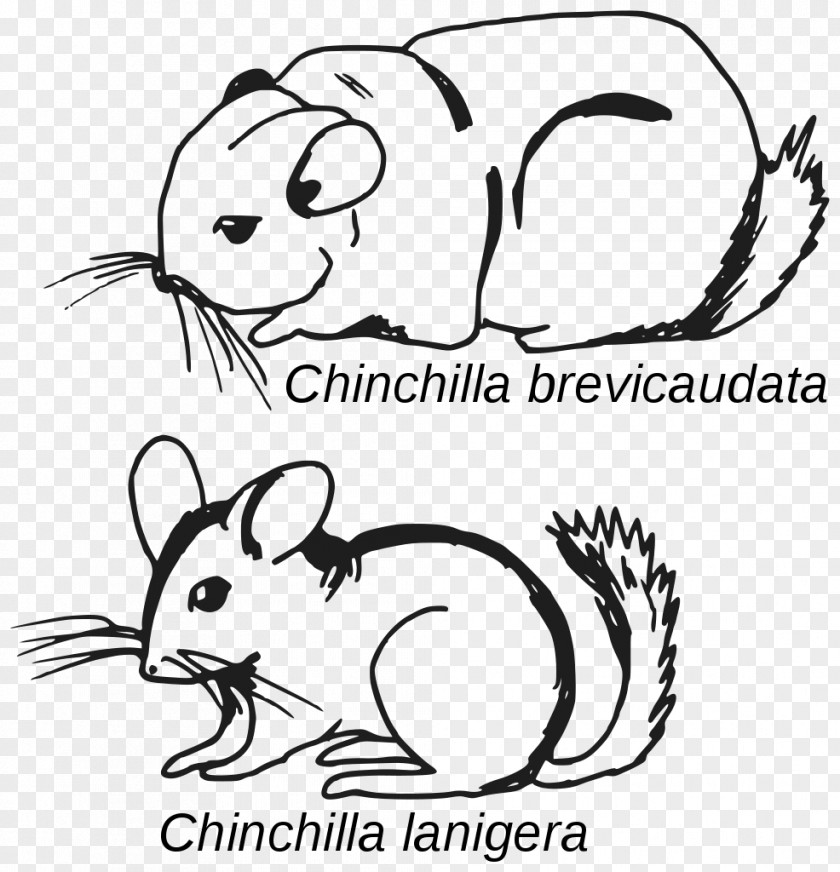 Croquis Long-tailed Chinchilla Rodent Grand 龍貓 Short-tailed PNG