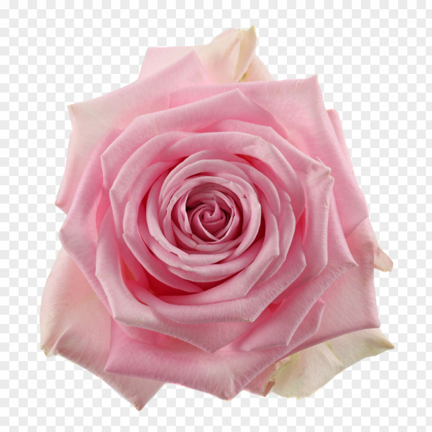 Flower Garden Roses Centifolia Cut Flowers Pink PNG