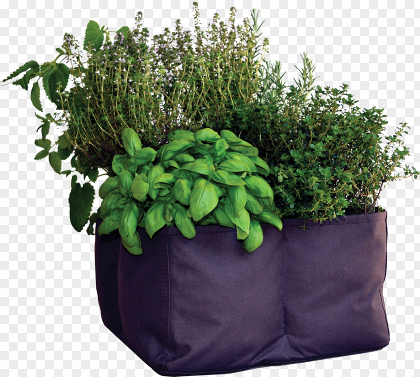 Herbes Herb Flowerpot PNG