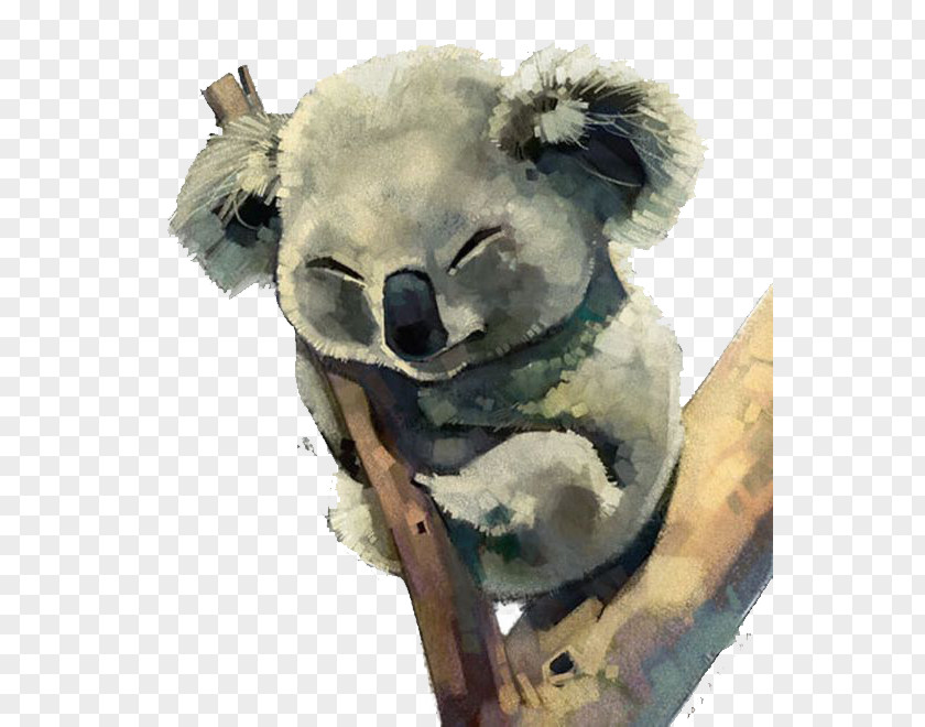 Koala Australia Watercolor Painting PNG