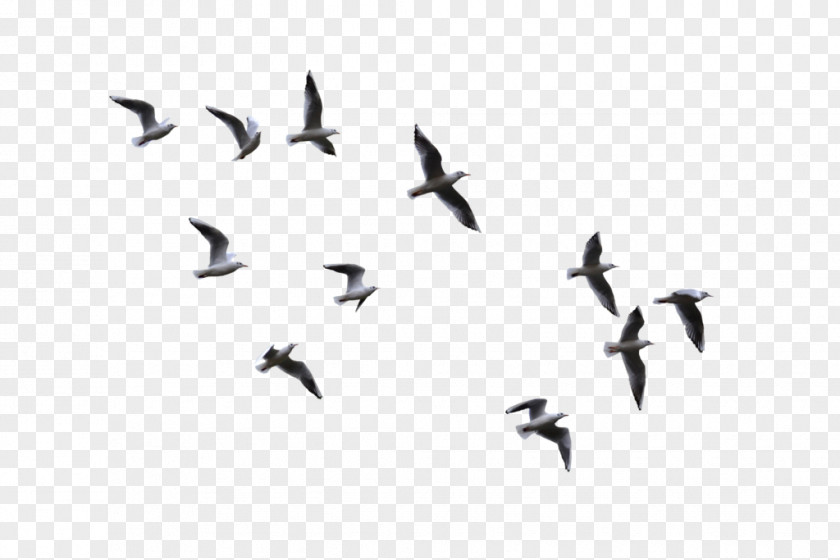 Flying Bird Flight Gulls PNG