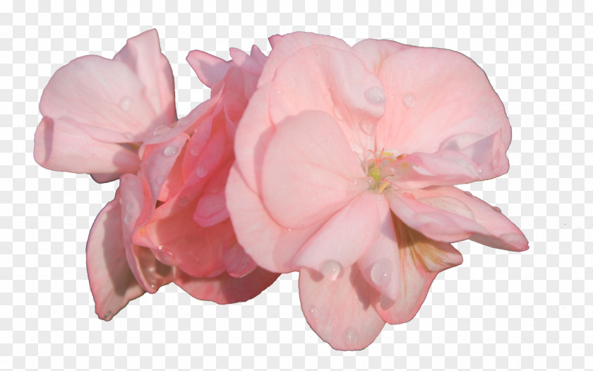 Garden Roses Cut Flowers .com PNG