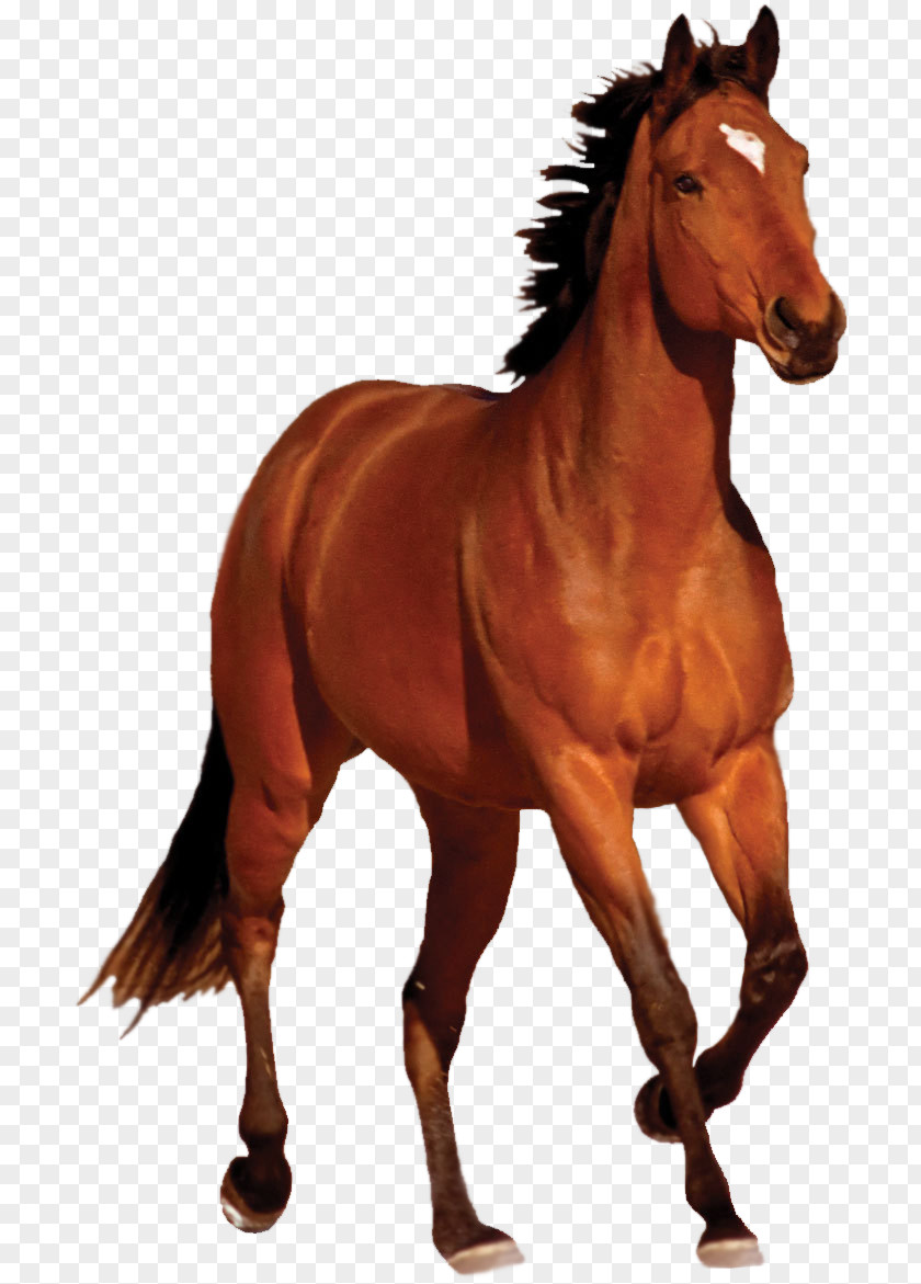 Horse Transparent Image Mustang Bay Running Clip Art PNG