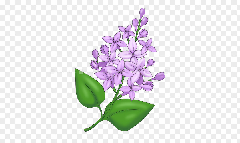 Lilac Flower Drawing Caricature Lavender PNG