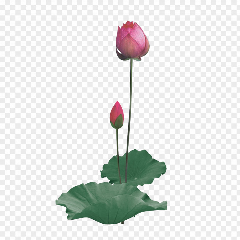 Lotus Nelumbo Nucifera Water Lily PNG