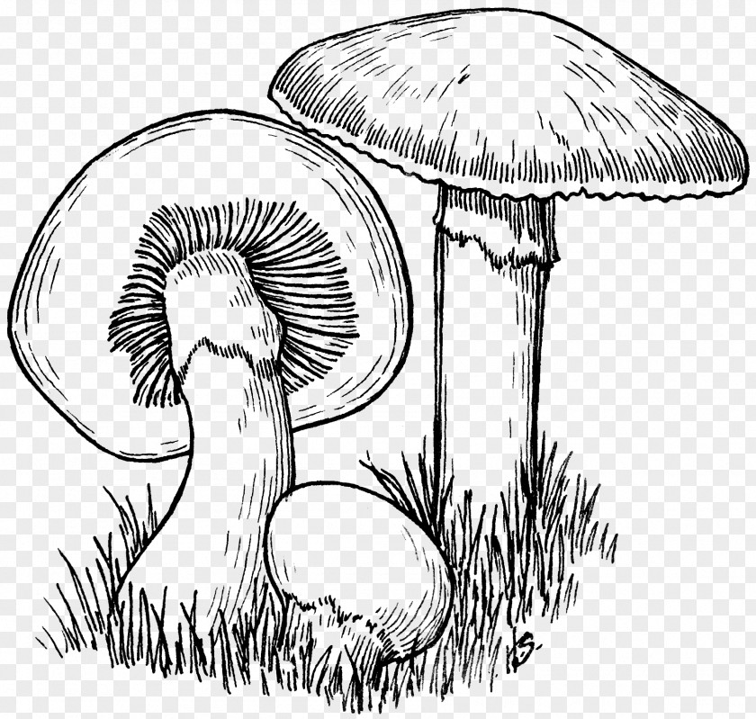 Mushroom Common Drawing PNG