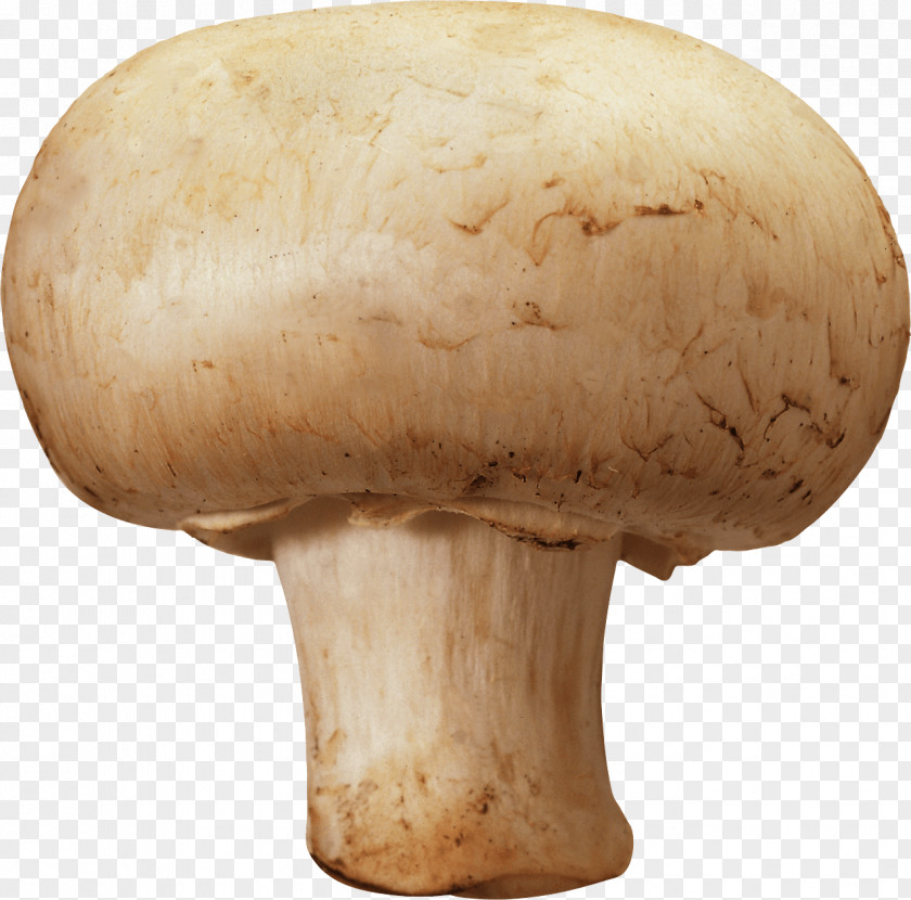 Mushroom Image Common Morchella Esculenta Fungus PNG