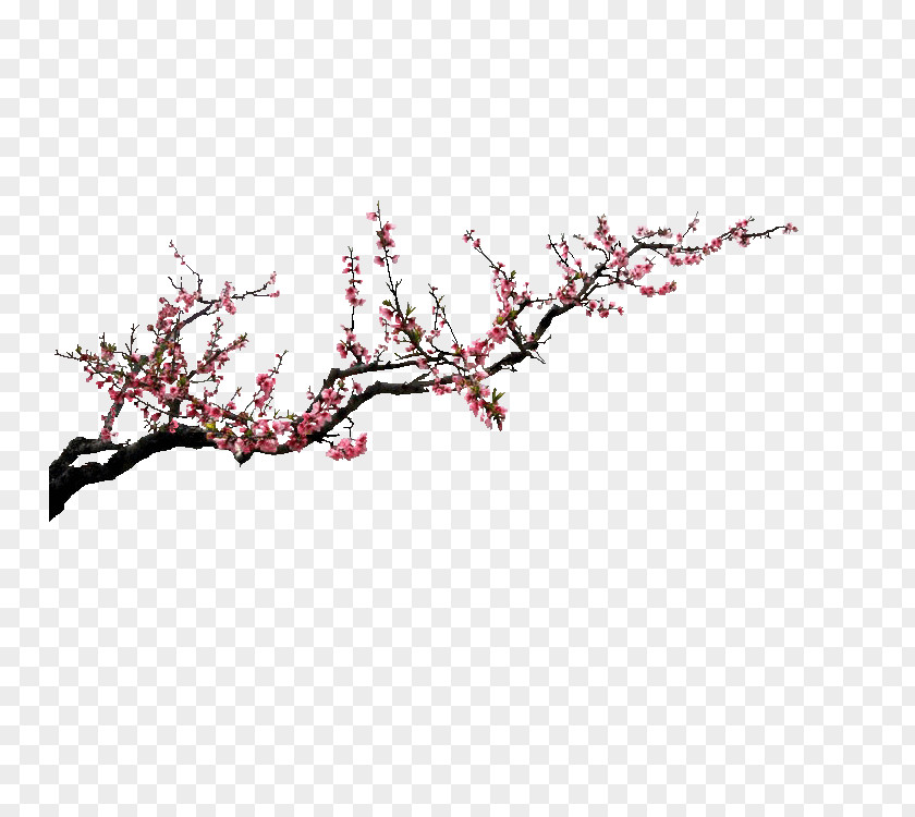 Plum Pictures Download Preview Flower PNG