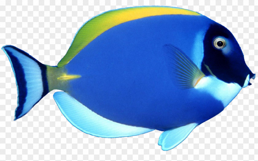 Blue Fish Image Clip Art PNG
