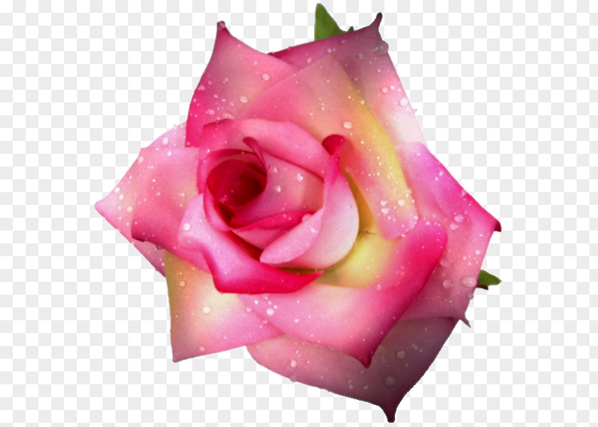 Bouquet Of Roses Garden Flower Centifolia Rosa Chinensis Petal PNG