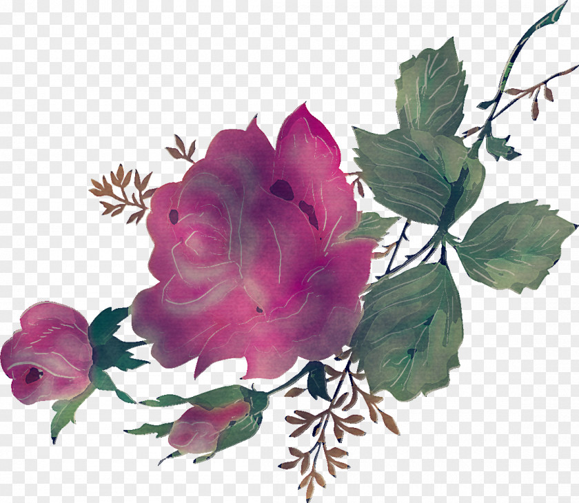 Floral Flowers PNG