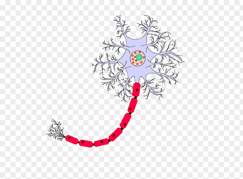 Hand Drawn Brain Neuron Nervous Tissue Central System Cell PNG