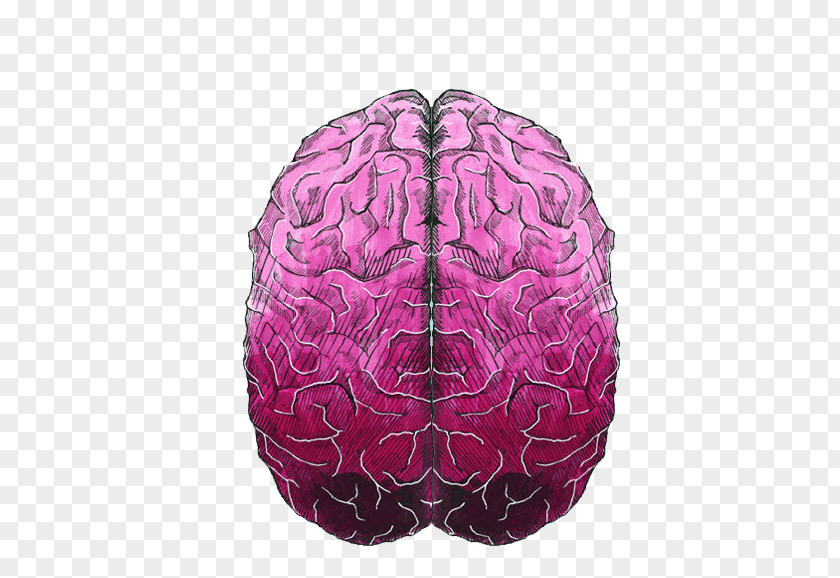 Hand Drawn Brain Pattern Creativity Illustrator Art Illustration PNG