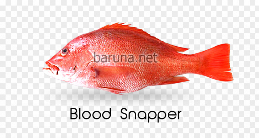Northern Red Snapper Malabar Blood Nemipterus Virgatus PT. Nautical Blue Archipelago Fish PNG