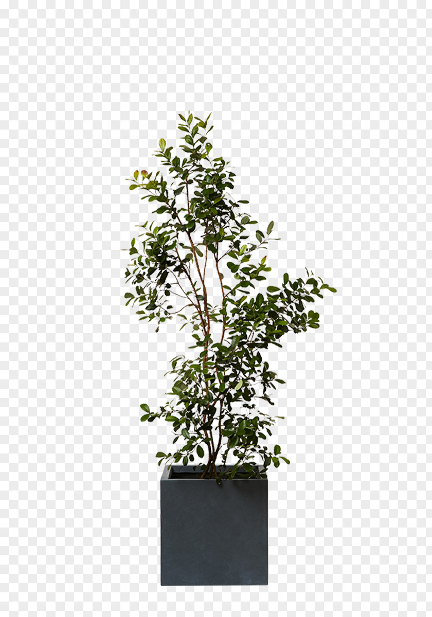 Plant Chinese Sweet Plum Feijoa Dracaena Agavaceae PNG