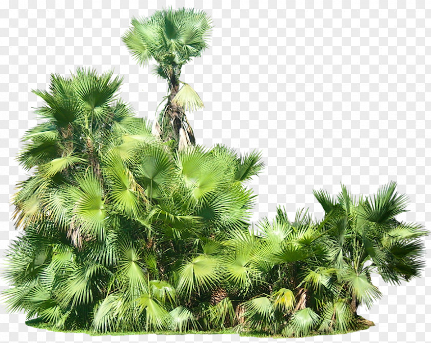 Plants Picture Plant Clip Art PNG