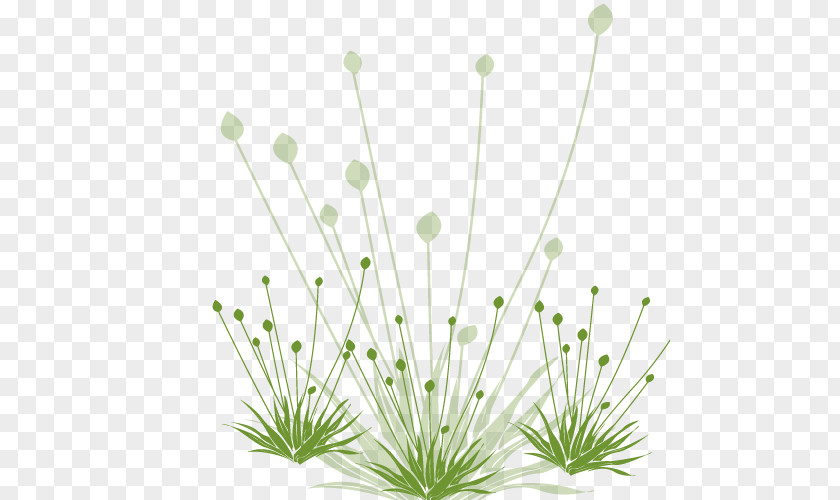 White Dandelion Bottom Common Green PNG