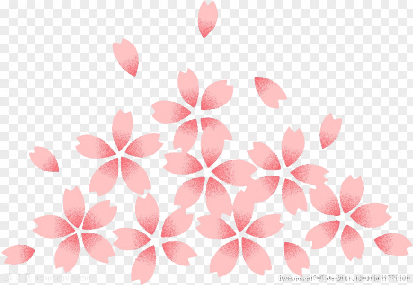 Cherry Blossoms Blossom PNG