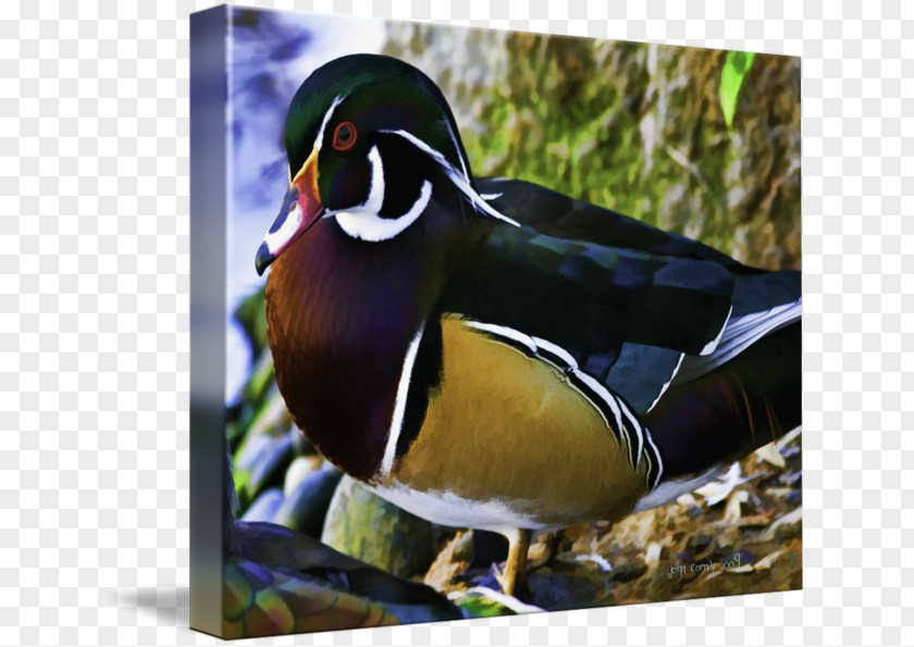 Duck Mallard Mandarin Beak PNG