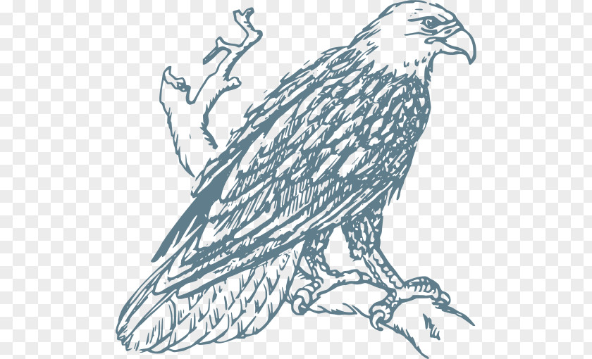 Eagle Bald Drawing Line Art Coloring Book PNG