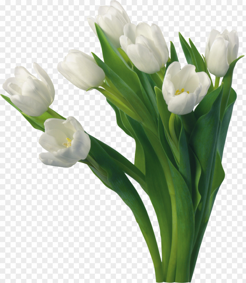 Lavender Flower Bouquet Tulip Desktop Wallpaper Clip Art PNG