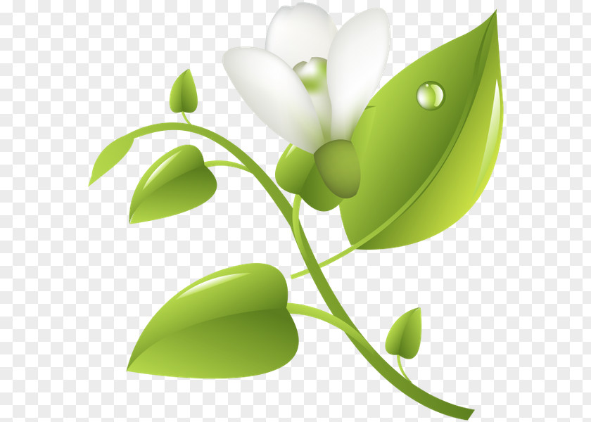 Leaf Desktop Wallpaper Plant Stem Graphics Product Design PNG